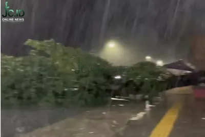 Pohon Besar Tumbang Tutup Jalan di Depan GOR Kota Baru